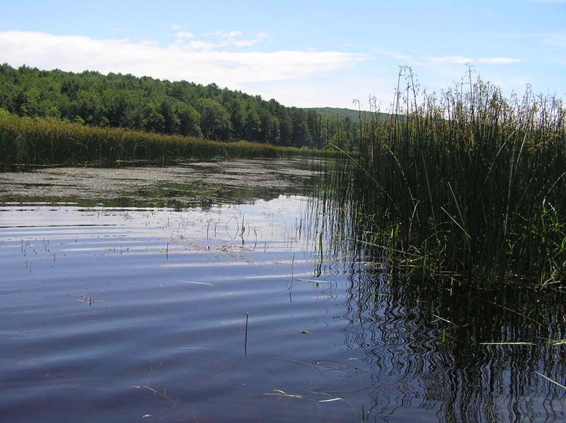 PA plant sanctuary bulrush